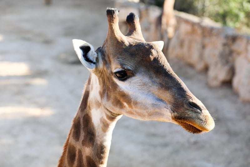 Photographic Safaris